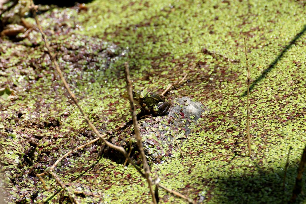 Rana....? Pelophylax sp. (TO)